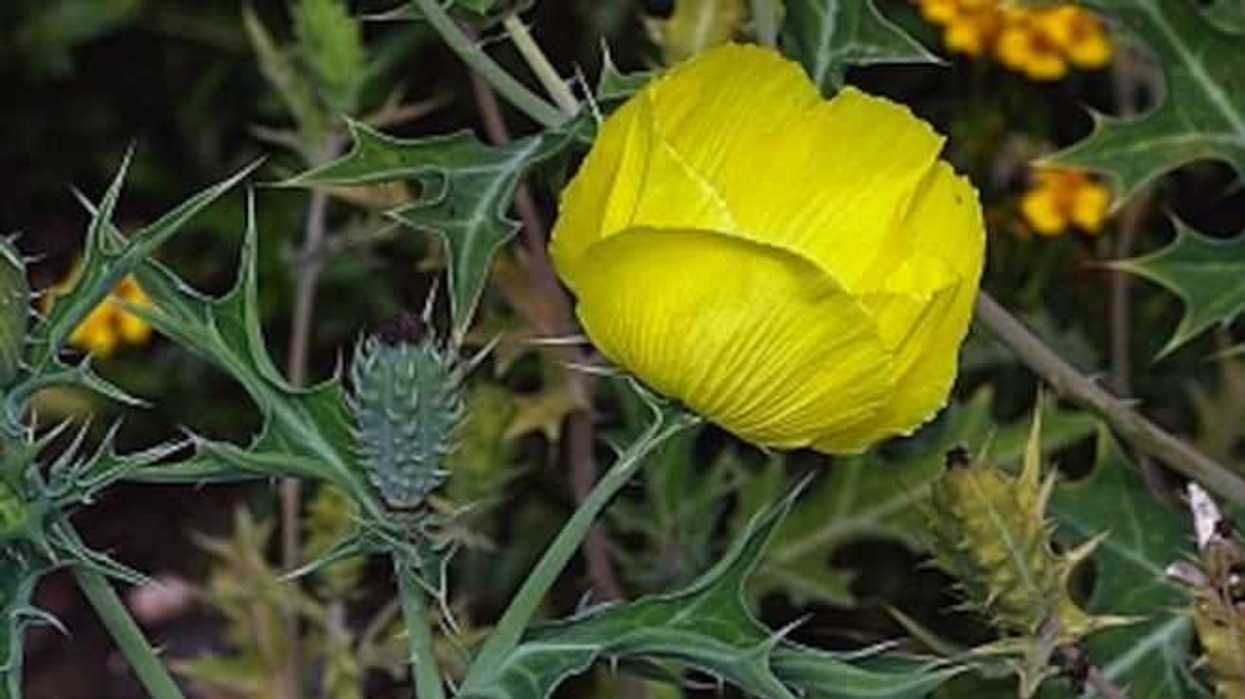 planta-silvestre-yucatan-cardo-santo-benefica-diabetes