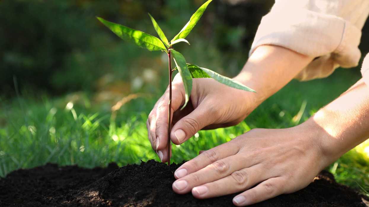 Plantación de árbol en programa Adopta un Árbol de San Juan del Río con participación ciudadana