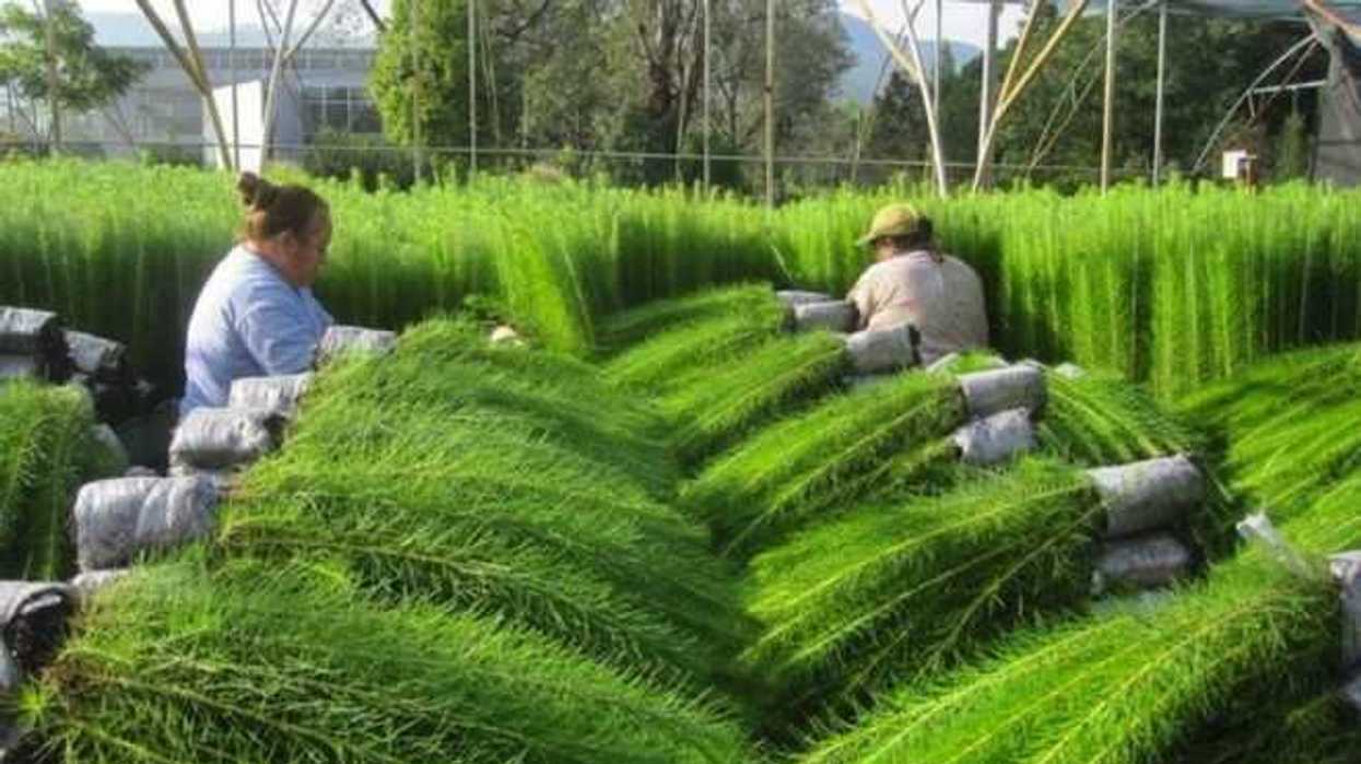 Plantación de árboles de Navidad, negocio rentable en Michoac�