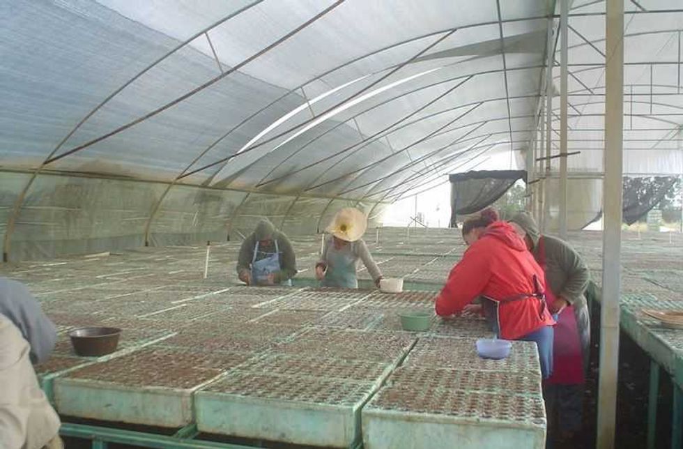 plantaciones de arboles de navidad negocio rentable en michoacan 1
