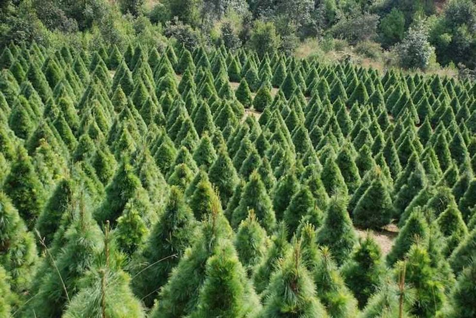plantaciones de arboles de navidad negocio rentable en michoacan 3
