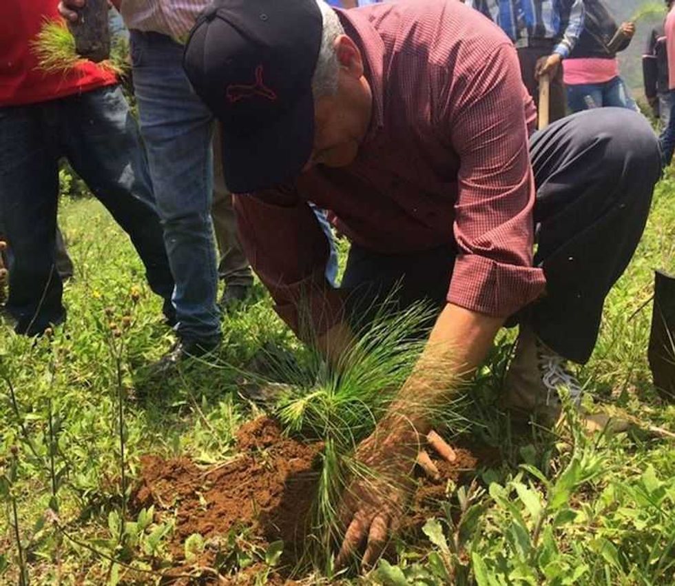plantaciones de arboles de navidad negocio rentable en michoacan