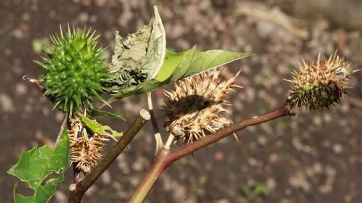 plantas-medicinales-mx-efe