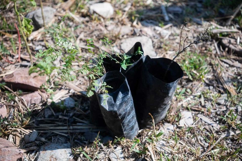 Plantas nativas preparadas para la jornada de reforestaci\u00f3n del programa Ra\u00edces del Agua 2026 en el ejido de Arcila.