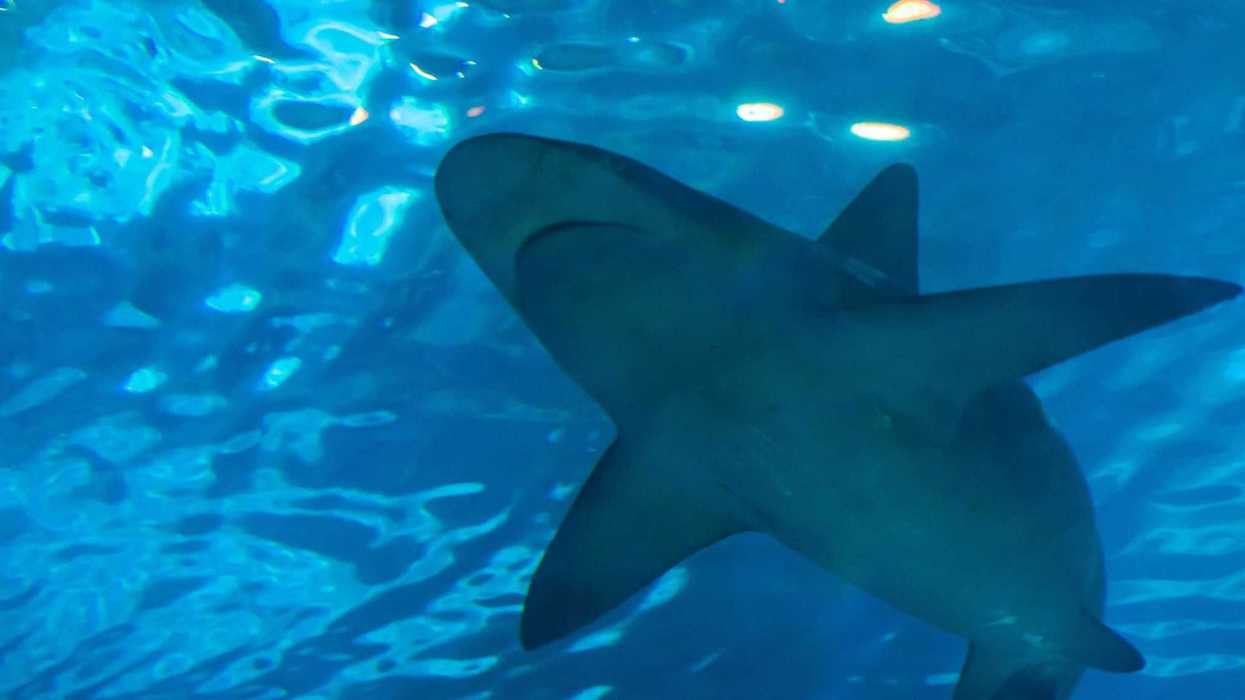 Población de tiburones se sigue reduciendo pese a medidas para frenar su pesca, según estudio.