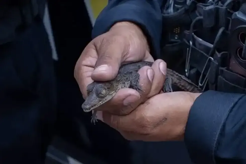 Polic\u00eda sostiene en sus manos una cr\u00eda de cocodrilo asegurada en Quer\u00e9taro
