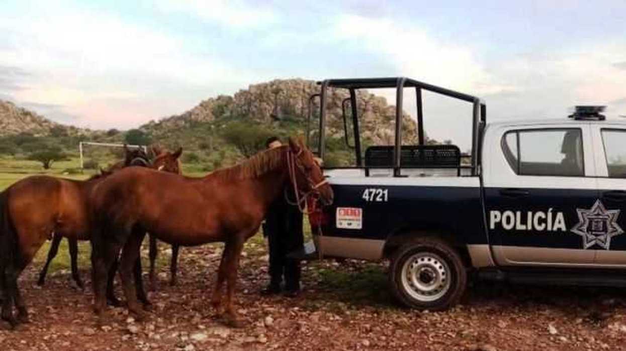 policia-de-el-marques-recupera-caballos-extraviados-6