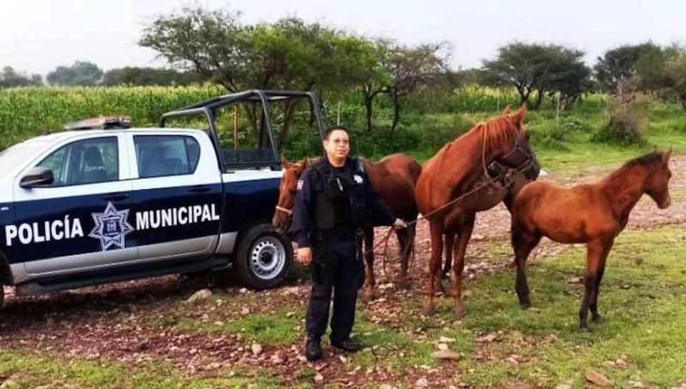 policia de el marques recupera caballos extraviados