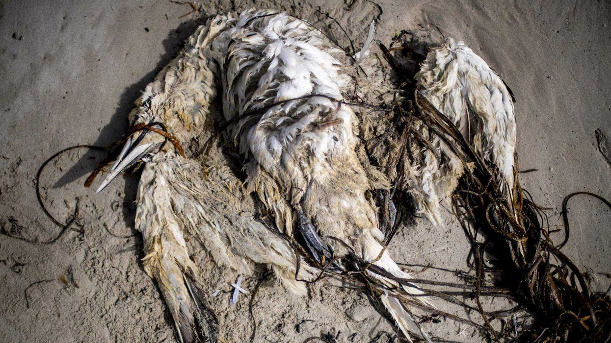 ¿Por qué cientos de aves fallecen cada año en la costa atlántica europea? AFP.