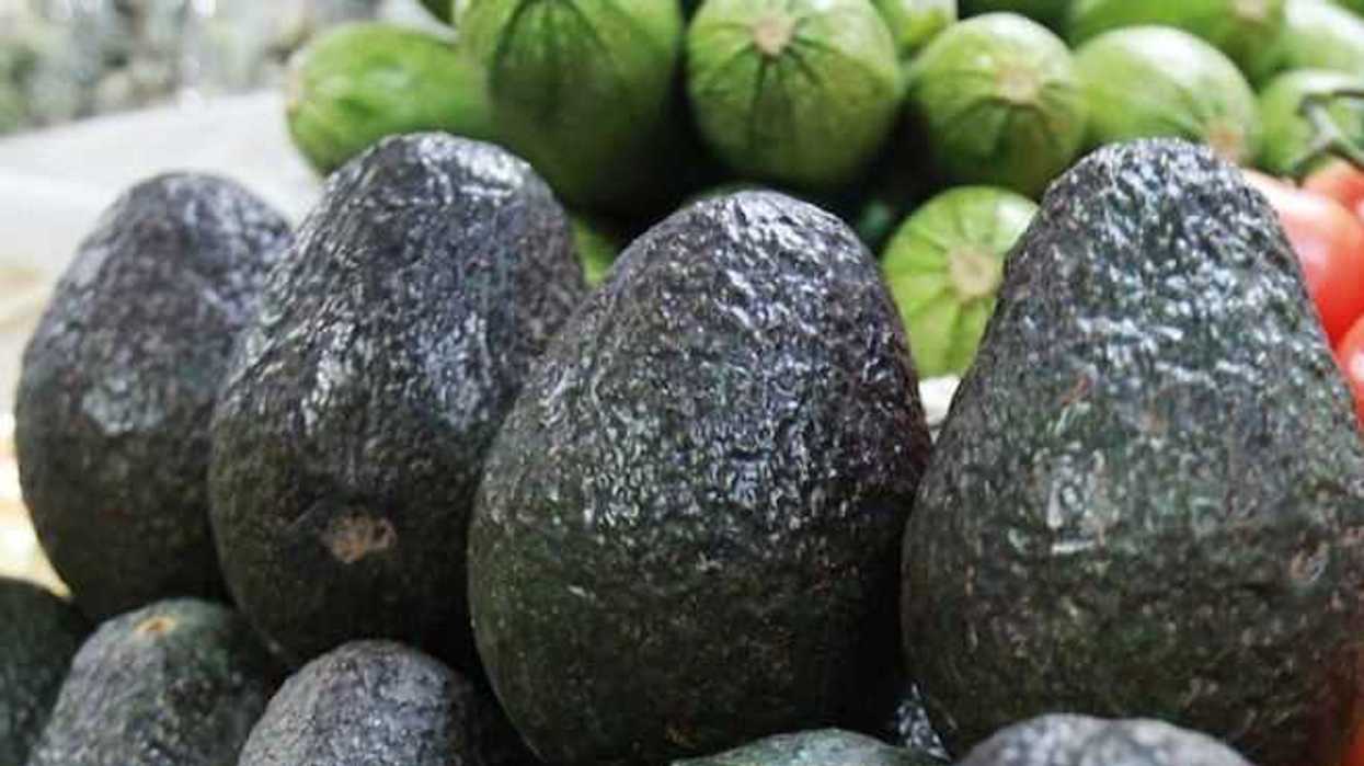 precio-aguacate-se-mantiene-en-90-pesos-kilo