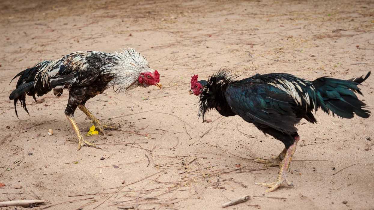 Predio acordonado por autoridades en colonia Valle Dorado 2000 de Corregidora tras pelea de gallos con cuatro muertos