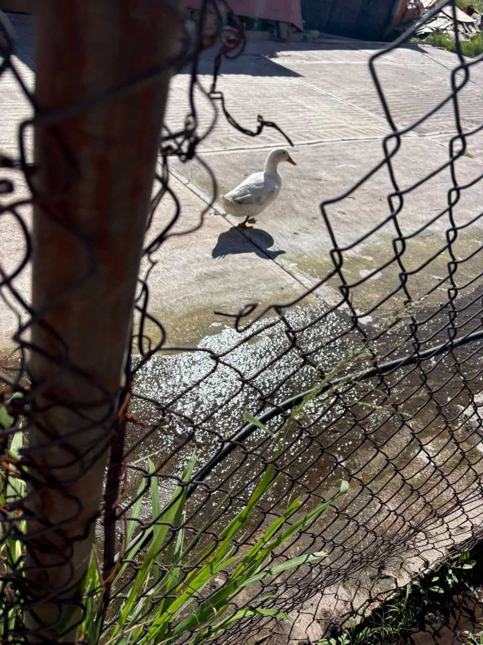 Predio cercado con port\u00f3n de malla y letreros de no estacionarse en avenida R\u00edo Moctezuma, San Juan del R\u00edo, con un hilo de agua que corre por el acceso de grava.