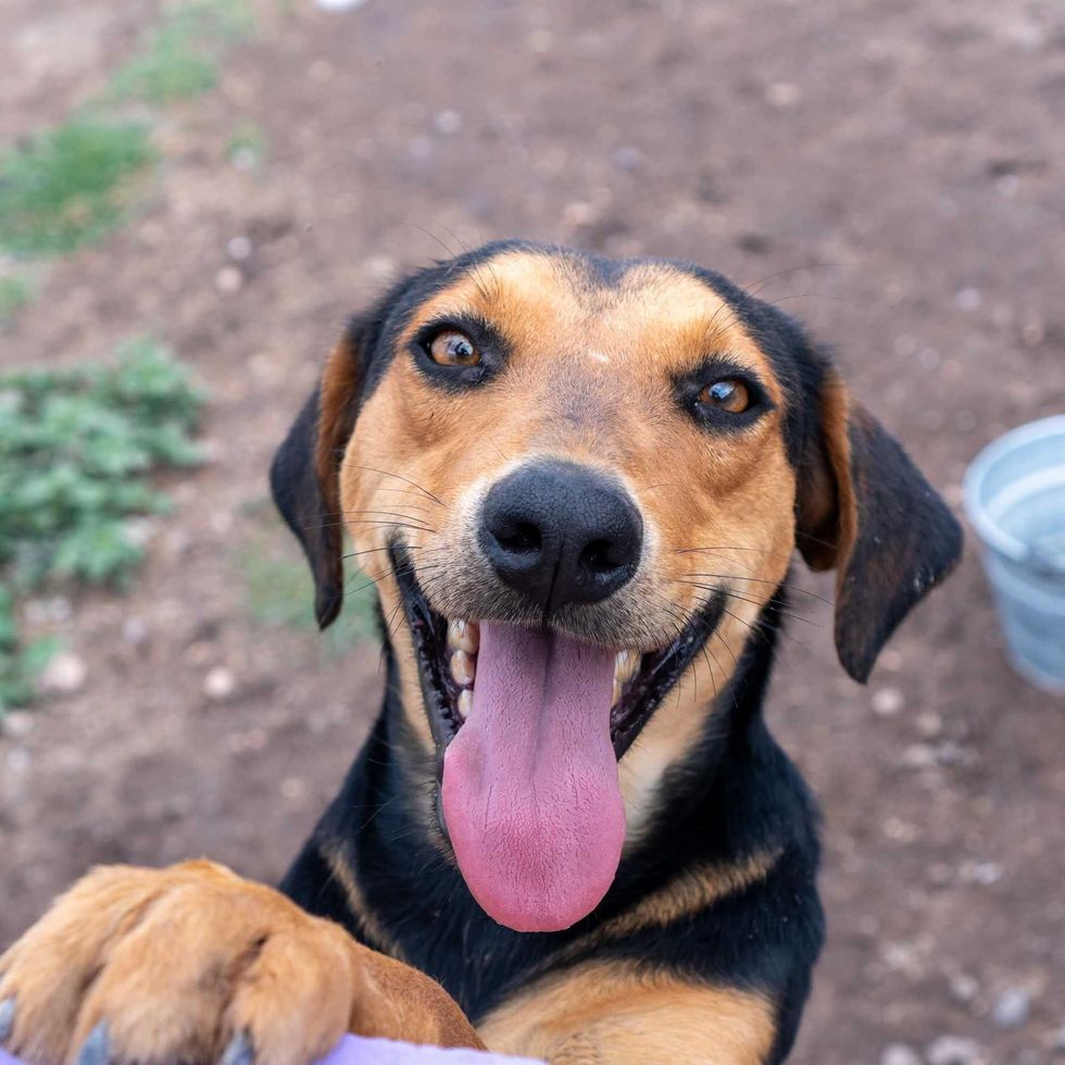 Presentan concurso de disfraces para mascotas en Tequisquiapan.