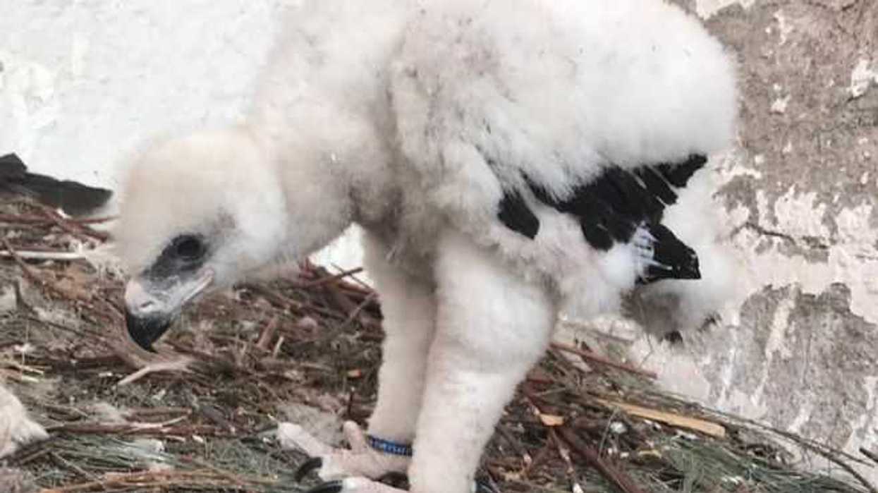 presentan-polluelo-aguila-real-logrado-inseminacion-artificial