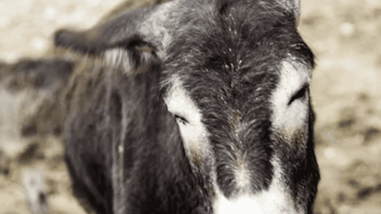 Presidenta municipal Astrid Ortega Mayorga informó que burrito maltratado en Cadereyta se recupera tras intervención veterinaria del Centro de Atención Animal Municipal; Fiscalía investiga responsables.