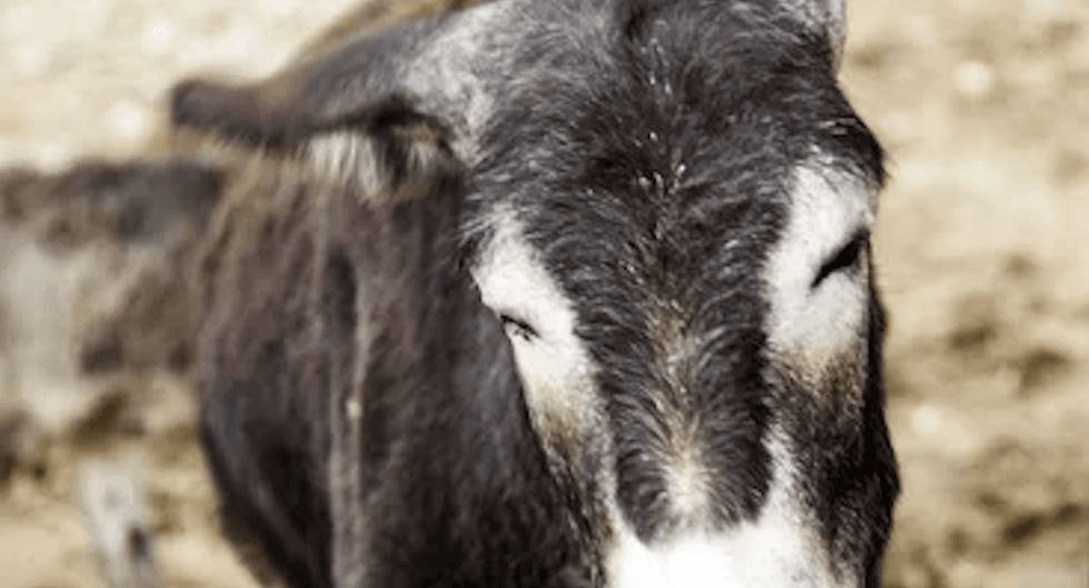 Presidenta municipal Astrid Ortega Mayorga informó que burrito maltratado en Cadereyta se recupera tras intervención veterinaria del Centro de Atención Animal Municipal; Fiscalía investiga responsables.