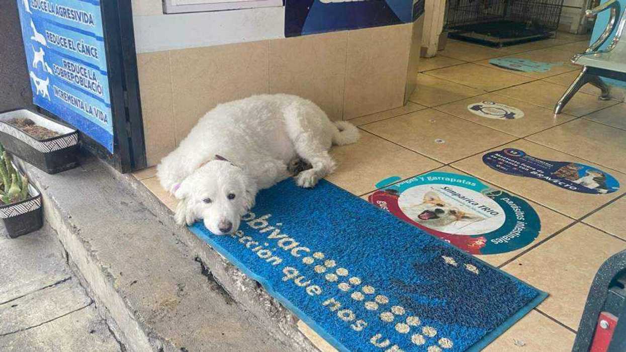 Primer Pabellón de Adopción Animal llega al Parque de las Garzas este domingo.