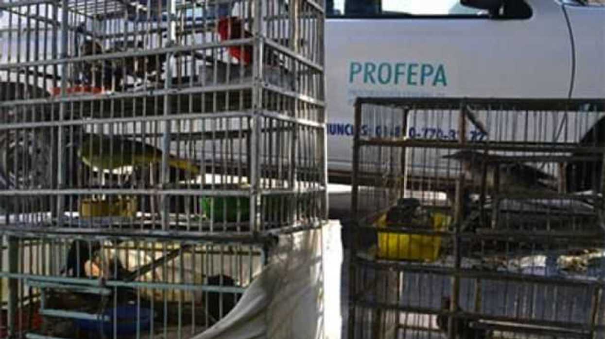 procuraduria-ambiental-asegura-nueve-aves-puebla