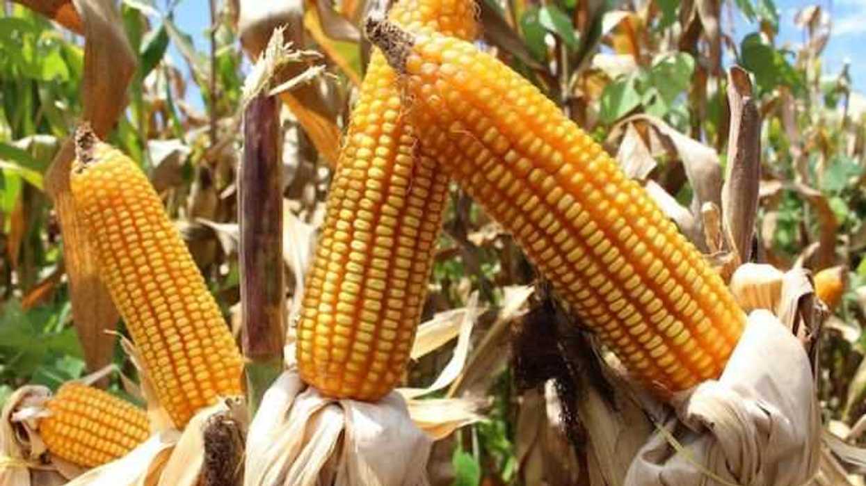 produccion-de-maiz-genera-contaminacion-en-el-aire-investigadores