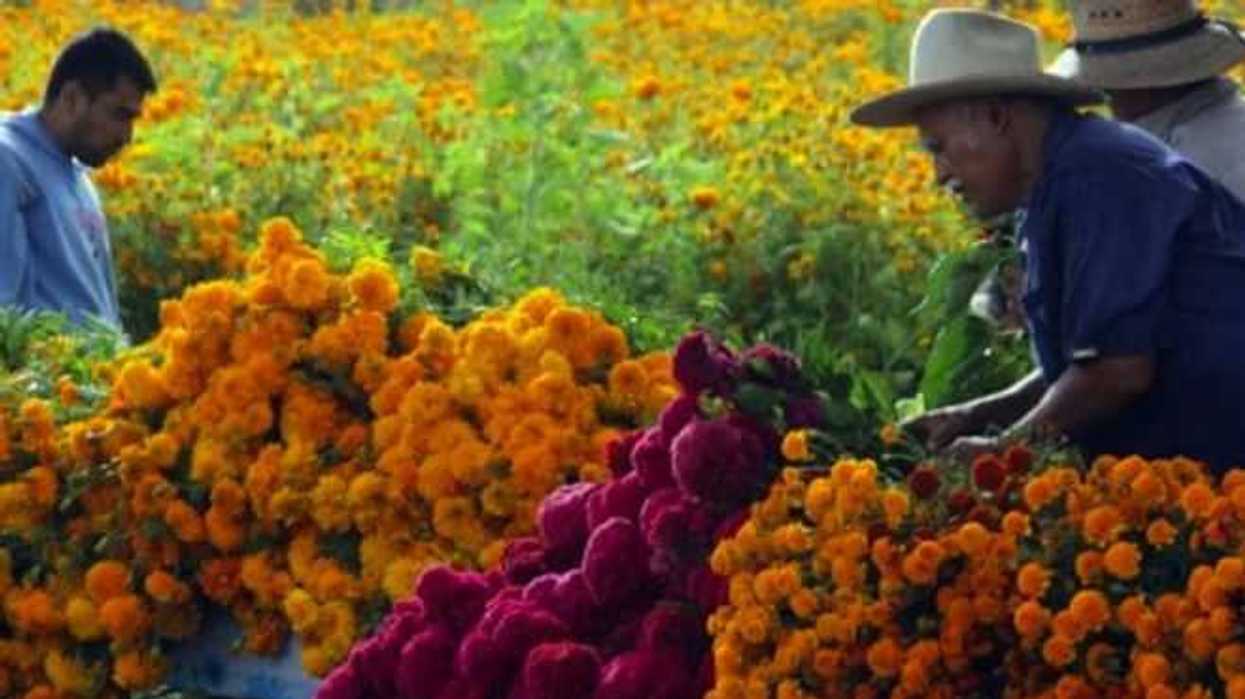 productores-agricolas-recibiran-apoyos-en-xochimilco
