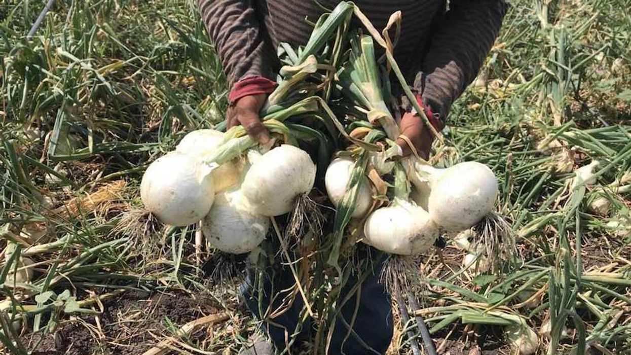 productores-cebolla3