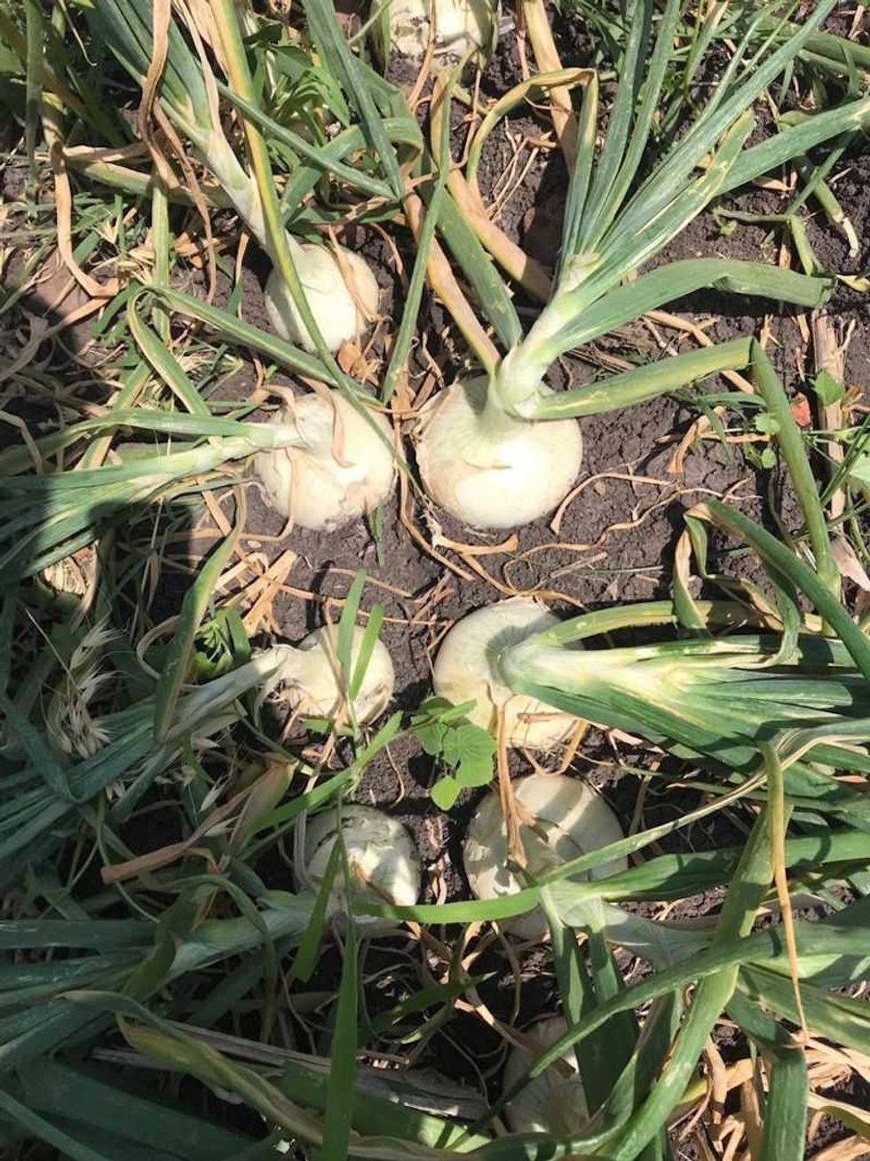 Productores de cebolla en riesgo de perder 6 mil toneladas en San Juan del Río