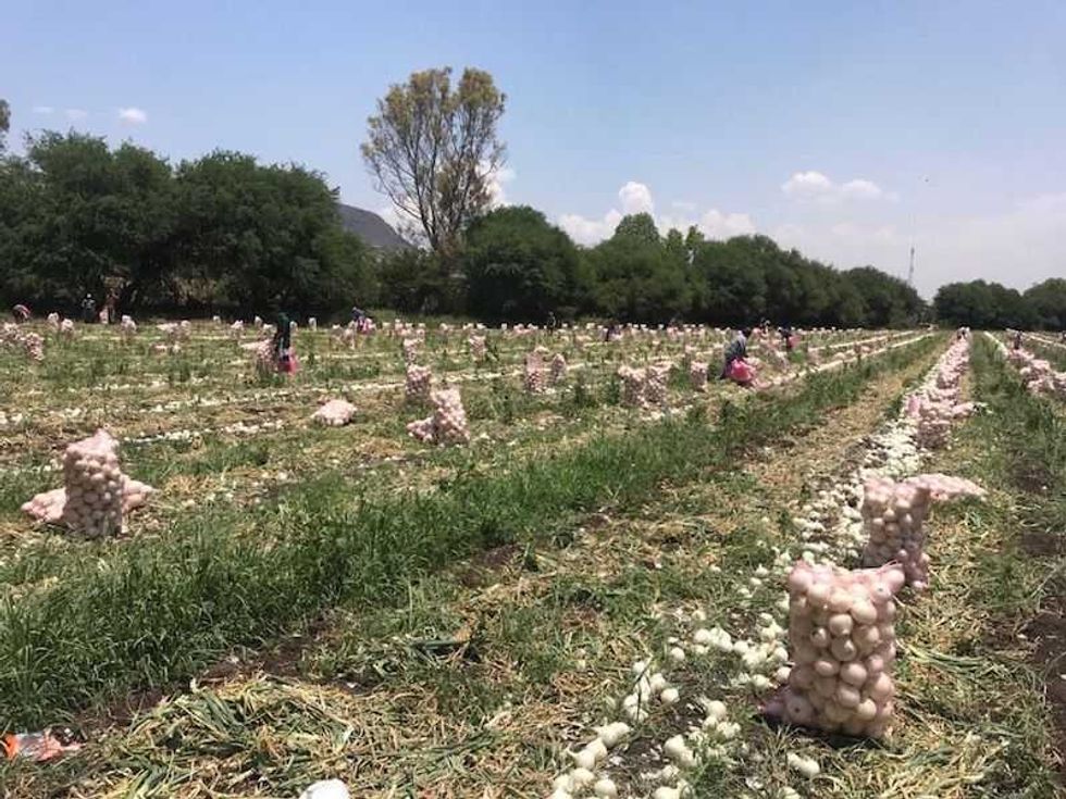 Productores de cebolla en riesgo de perder 6 mil toneladas en San Juan del Río