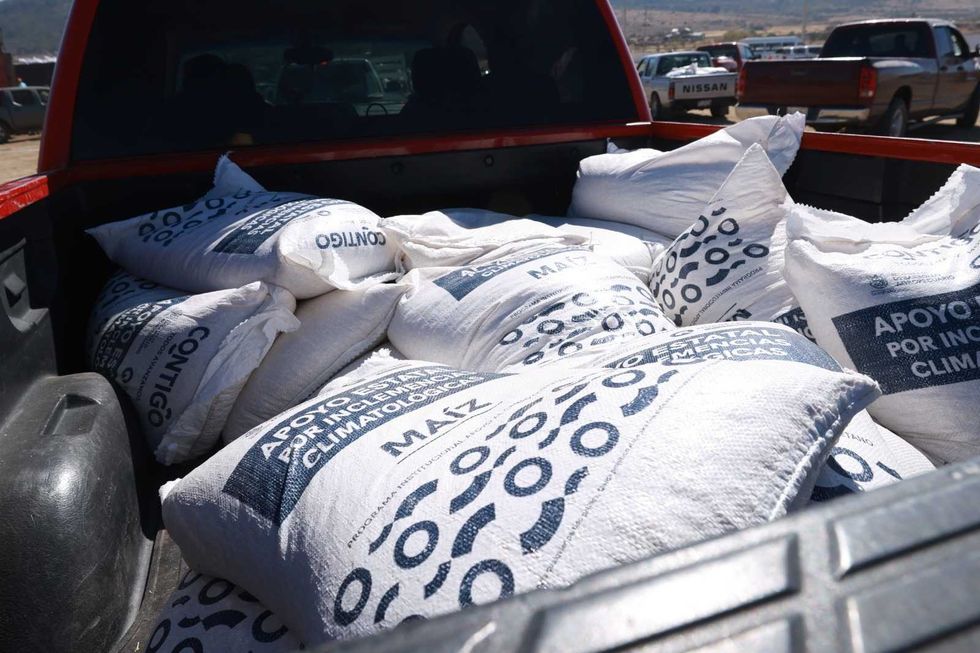 Productores de Huimilpan reciben costales de ma\u00edz durante entrega emergente de la SEDEA en Quer\u00e9taro