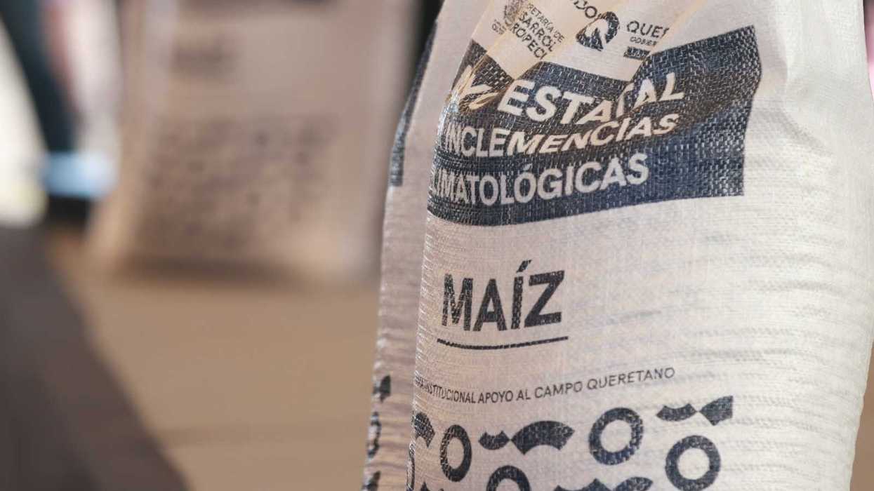 Productores de Huimilpan reciben costales de maíz durante entrega emergente de la SEDEA en Querétaro