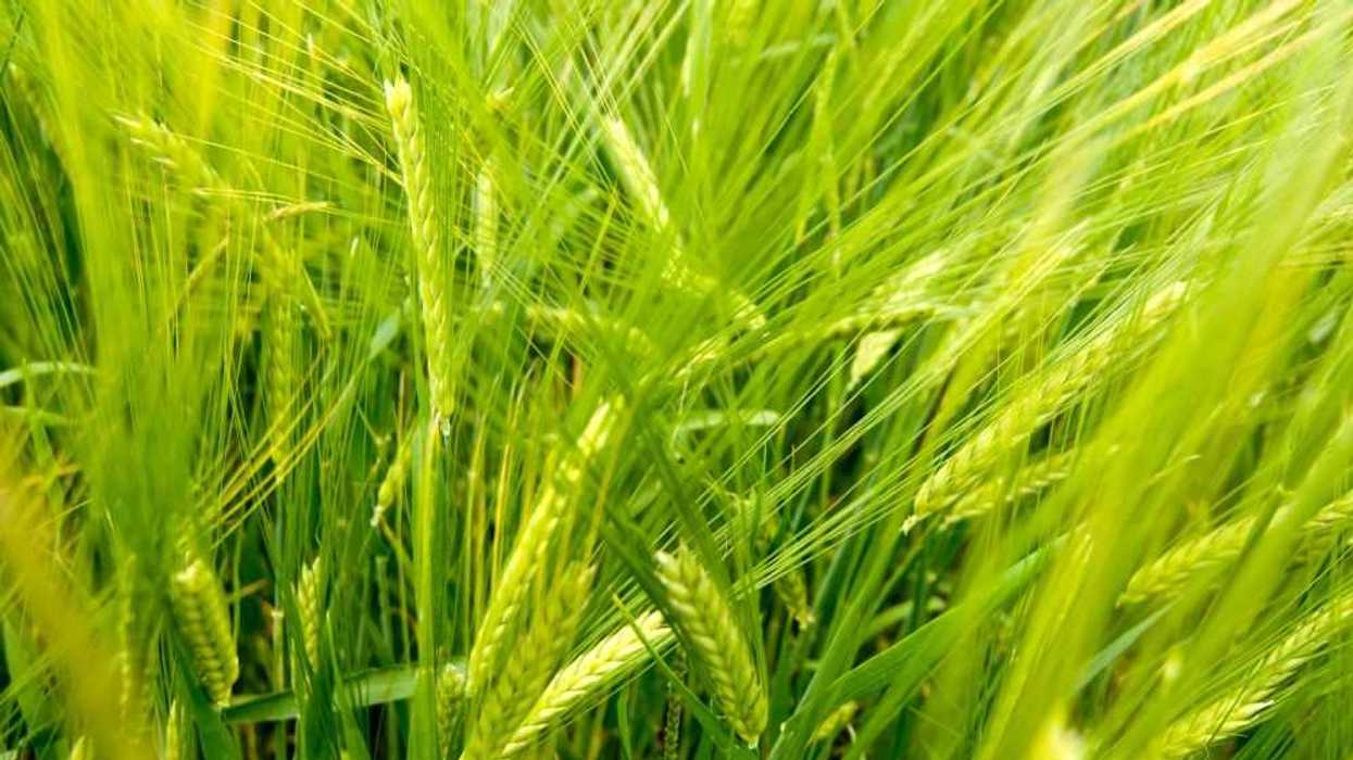 Productores de San Juan del Río venden más de 400 hectáreas de cebada a grupo modelo.