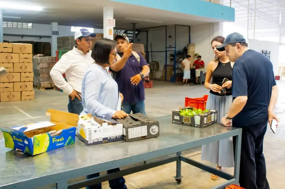 Productores revisan muestras de lim\u00f3n persa durante una reuni\u00f3n en Papantla