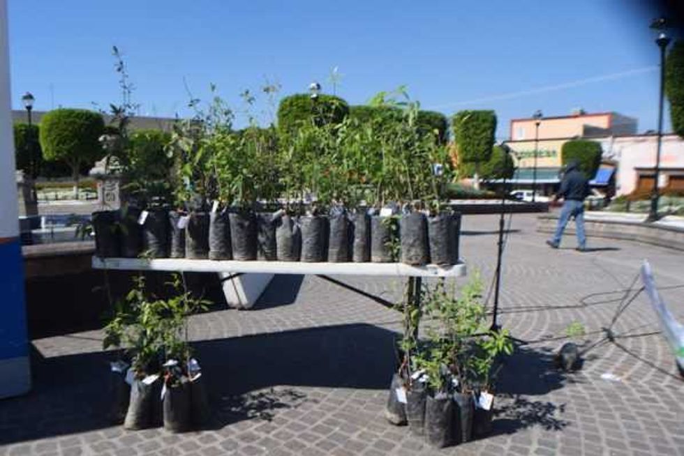 programa adopta un arbol 2