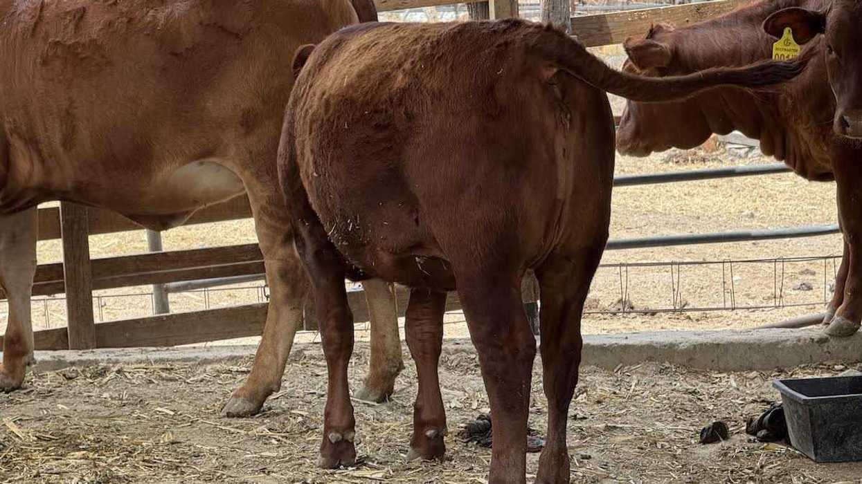 Programa de aretado oficial de ganado bovino de engorda en comunidades de San Juan del Río Querétaro