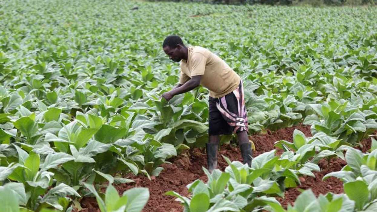 Prometen a África 30.000 millones de dólares para desarrollar su agricultura. EFE/EPA/AARON UFUMELI.