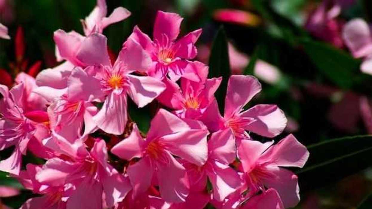 propiedades-de-la-planta-adelfa-tienen-uso-cosmetico-y-terapeutico