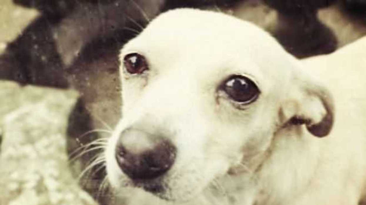 puebla-aplico-300-mil-dosis-de-vacunas-antirrabica-durante-una-semana