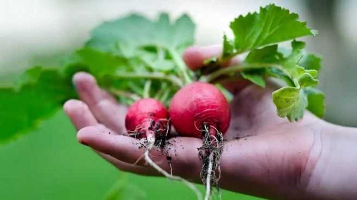 puebla-baja-california-y-jalisco-principales-productores-de-rabano