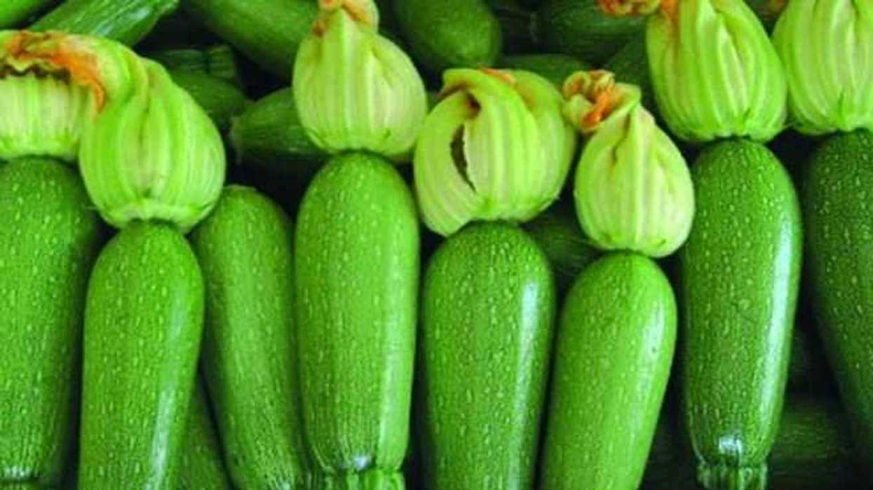 puebla-se-posiciona-como-segundo-productor-nacional-de-calabacita