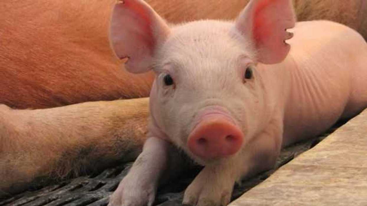 queretaro-estudian-reemplazar-uso-antibioticos-lechones