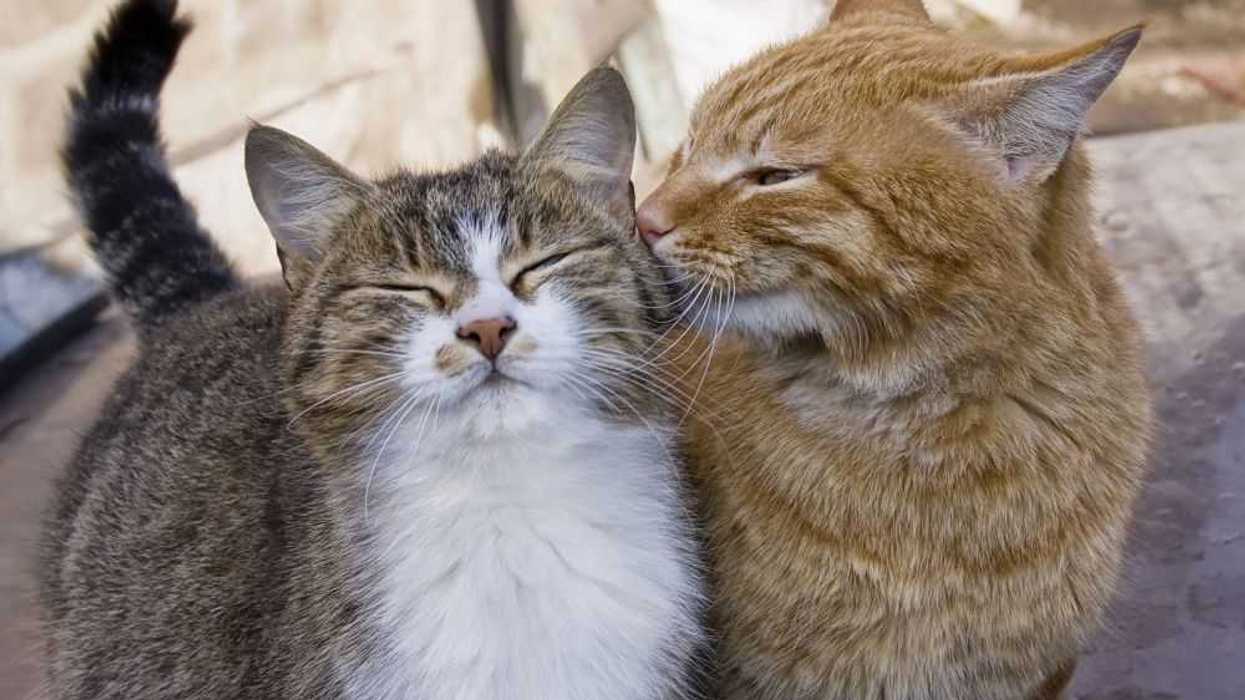 Querétaro: Lanzan campaña nacional contra Rickettsiosis. Depositphotos.