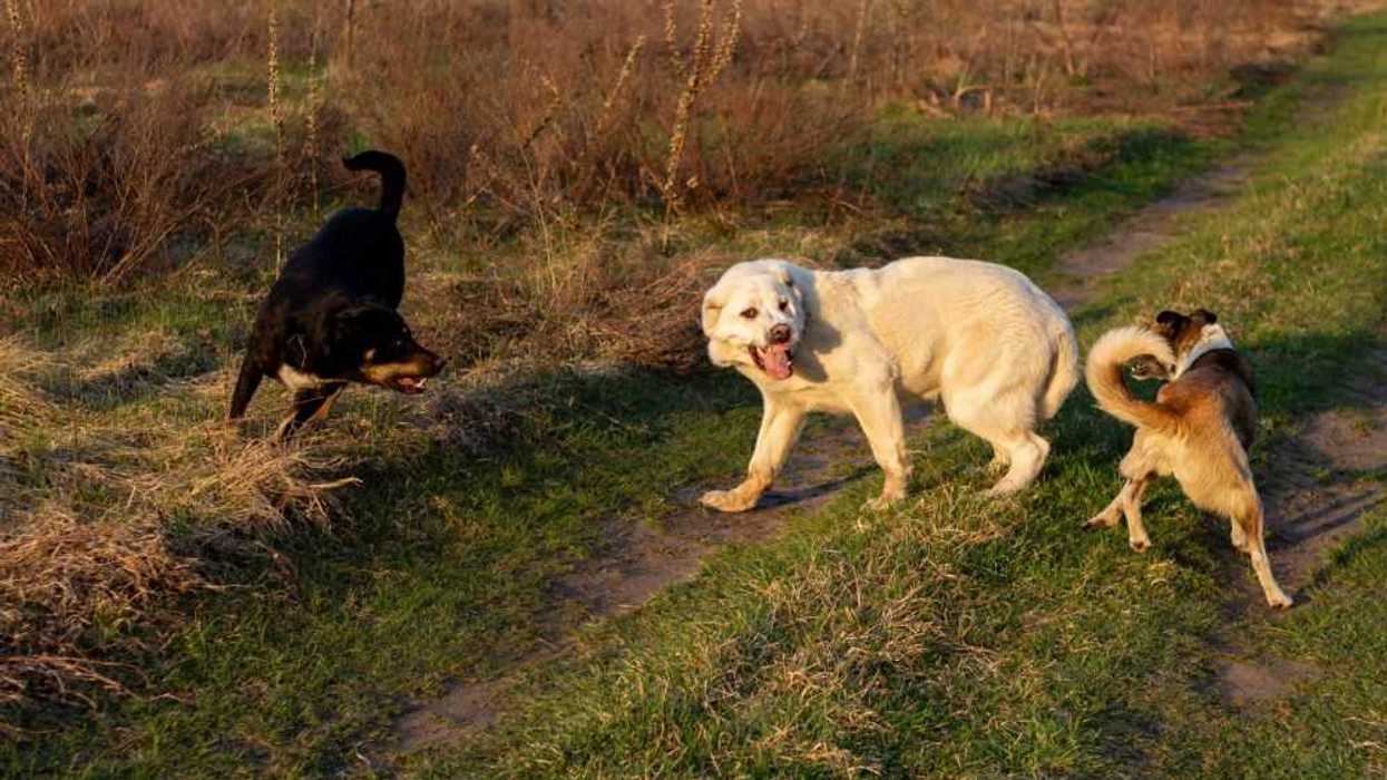 Querétaro Organiza Jornada Nacional de Vacunación Antirrábica para Mascotas. Depositphotos.
