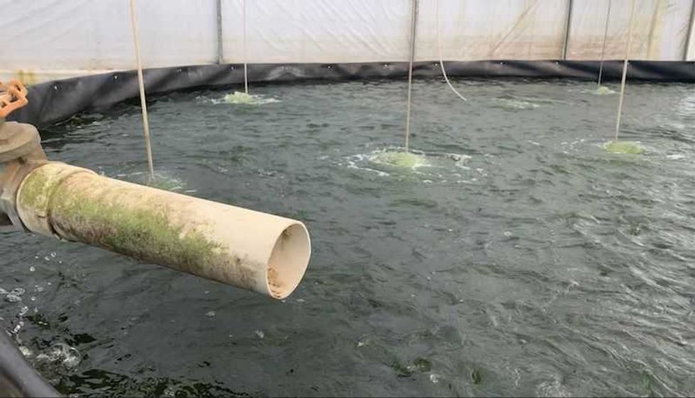 rancho monji granja productora de mojara en san juan del rio 3