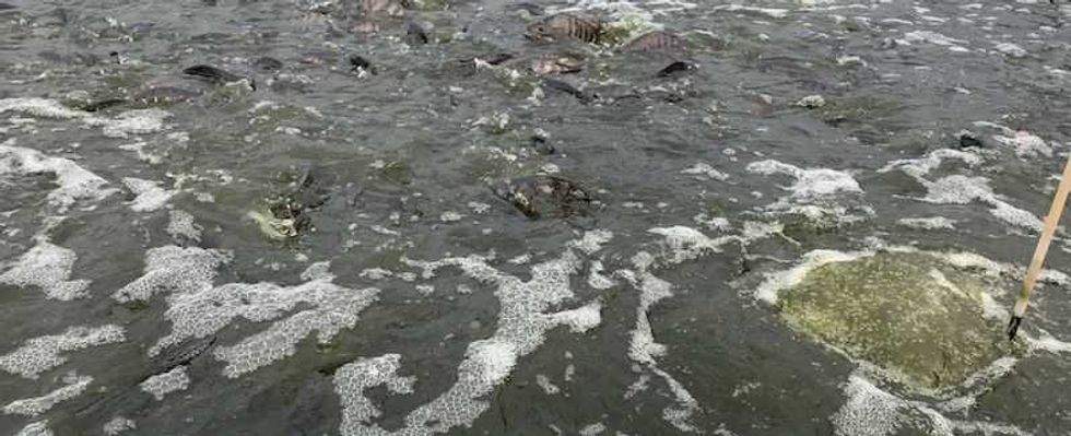 rancho monji granja productora de mojara en san juan del rio 4