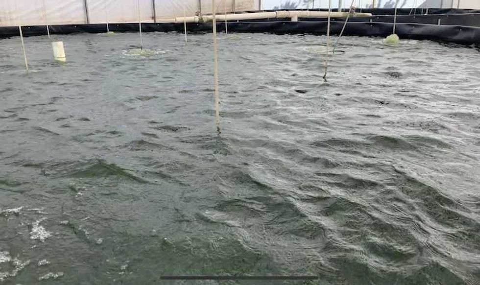 rancho monji granja productora de mojara en san juan del rio 6