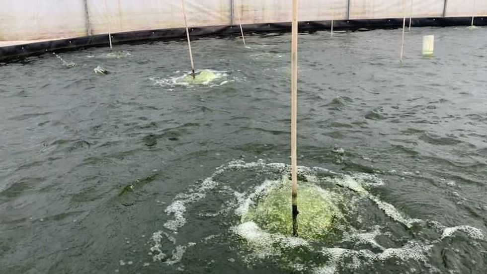 rancho monji granja productora de mojara en san juan del rio