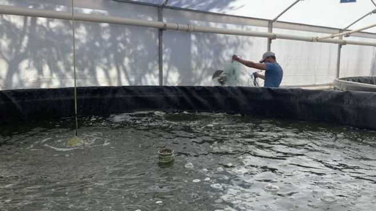 rancho-monji-granja-productora-de-mojara-en-san-juan-del-rio678