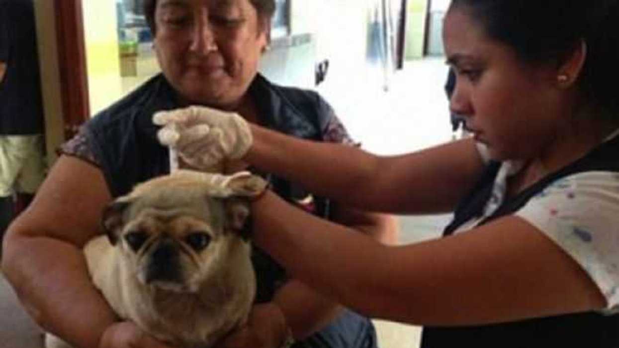 realizan-campanas-esterilizacion-mascotas-en-frontera-sonora