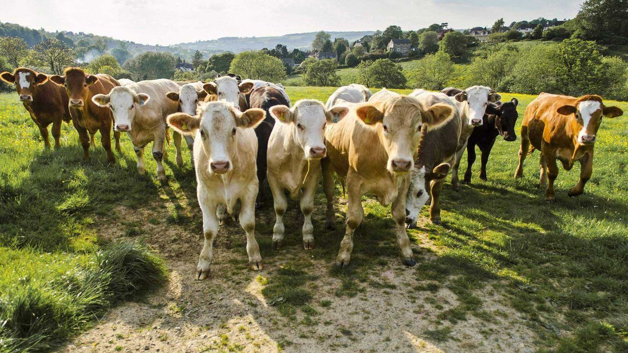 Rebrote de gusano barrenador no afecta seguridad alimentaria.