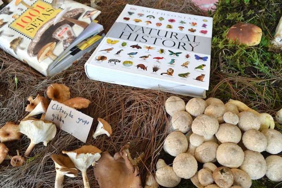 recoleccion de hongos silvestres una tradicion ancestral tlahuica 1