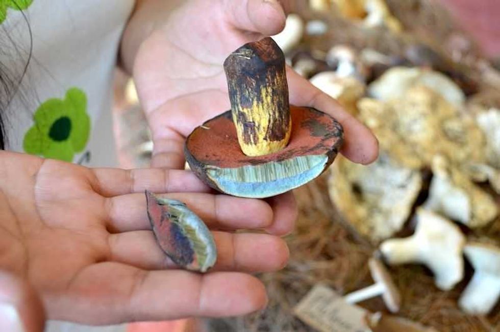 recoleccion de hongos silvestres una tradicion ancestral tlahuica